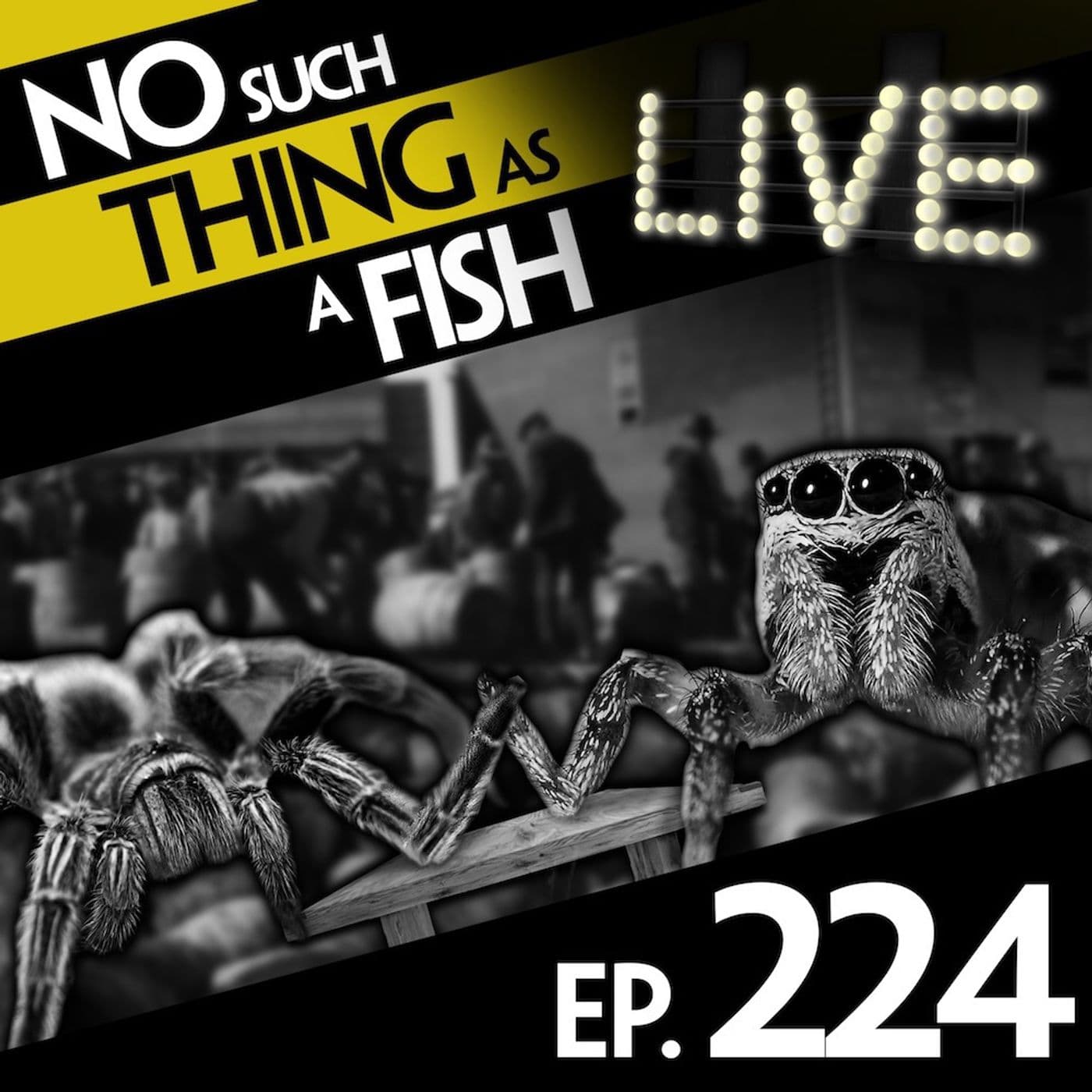 No Such Thing As A Fish podcast cover art