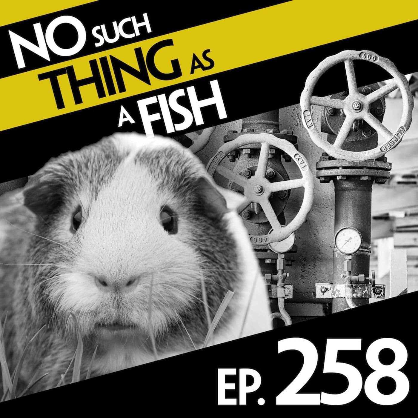 No Such Thing As A Fish podcast cover art