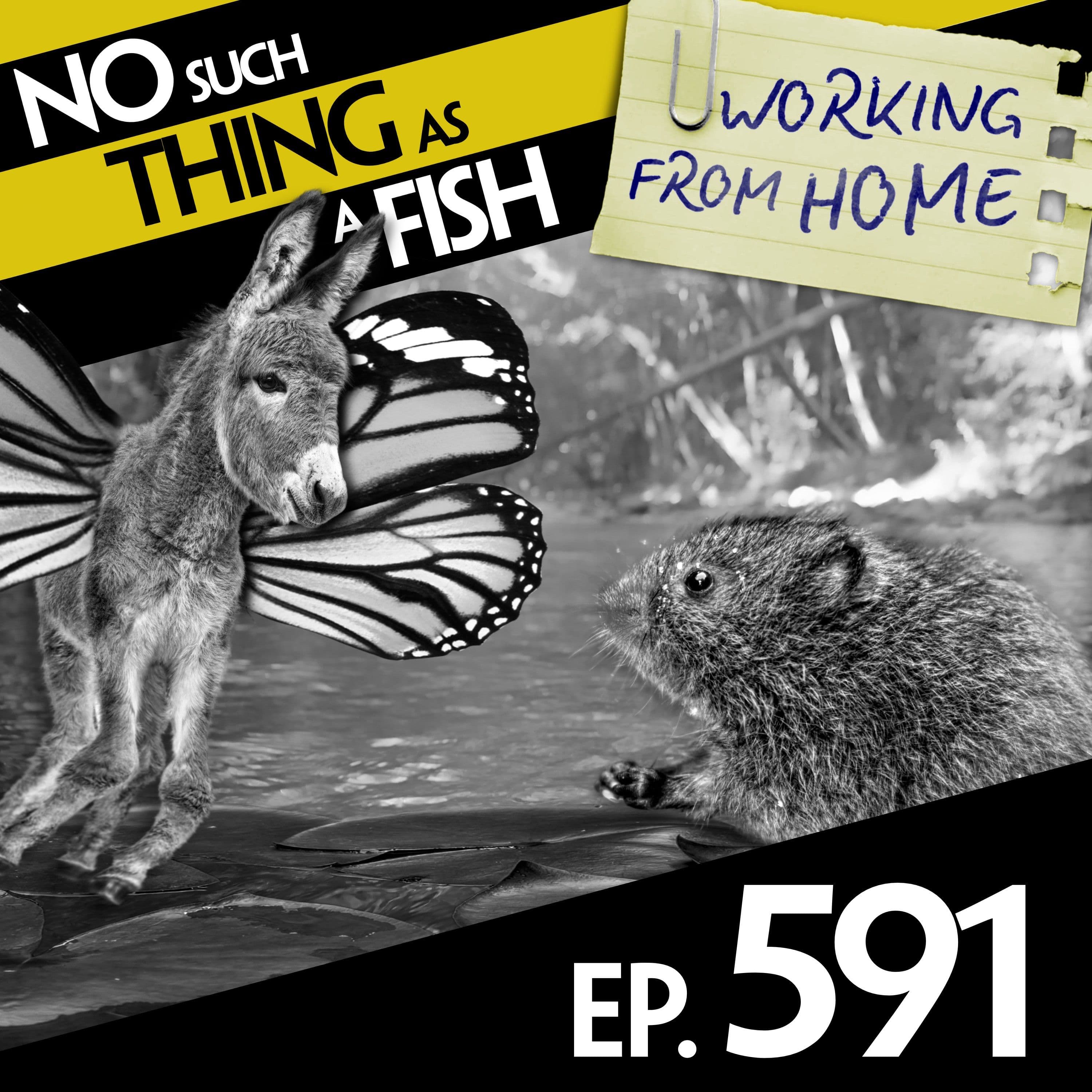 No Such Thing As A Fish podcast cover art