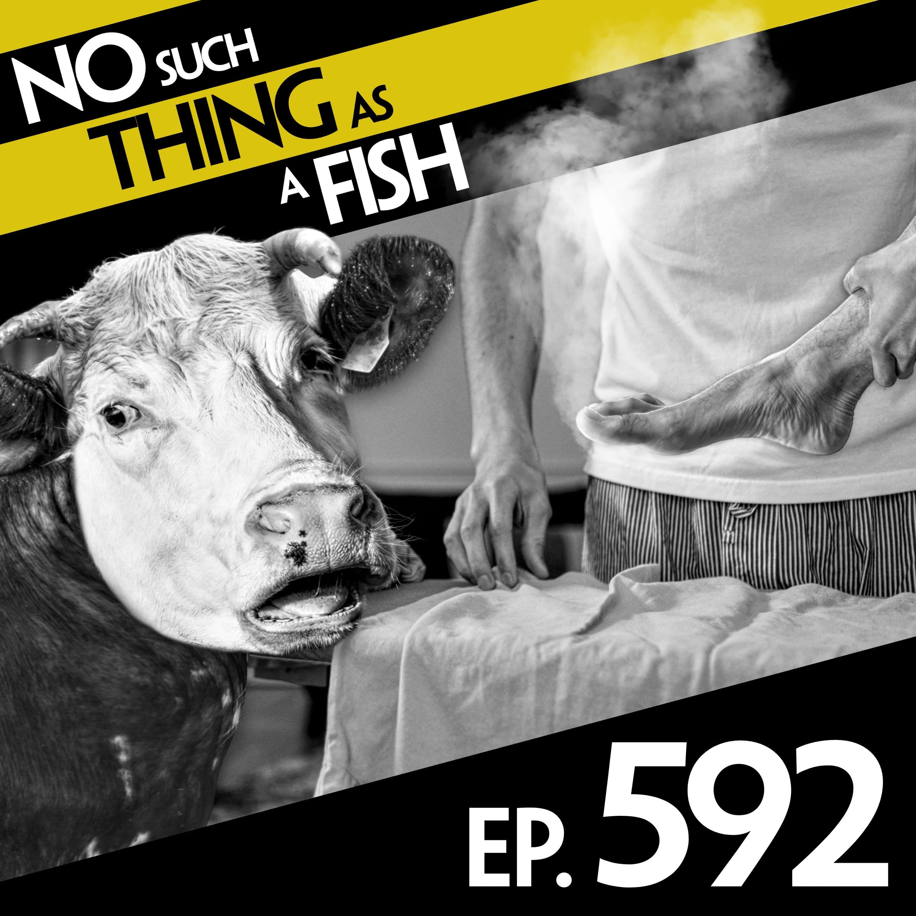 No Such Thing As A Fish podcast cover art