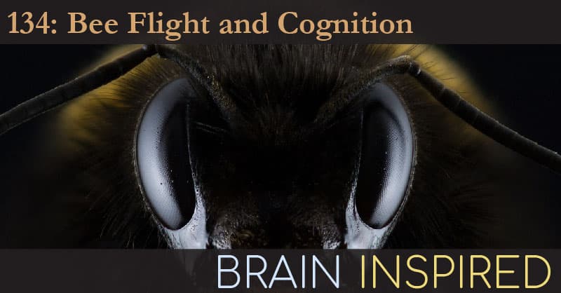 Brain Inspired podcast cover art