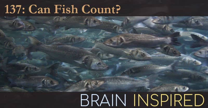 Brain Inspired podcast cover art