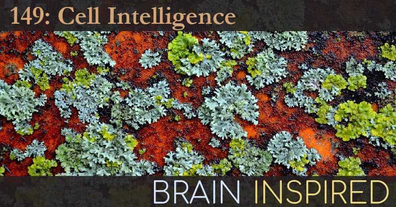 Brain Inspired podcast cover art