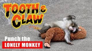 Tooth & Claw: True Stories of Animal Attacks podcast cover art