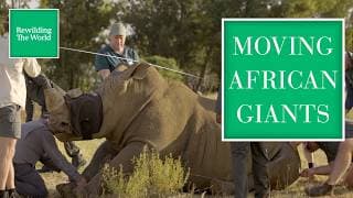 Rewilding the World with Ben Goldsmith podcast cover art