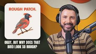 Okay, But... Birds podcast cover art