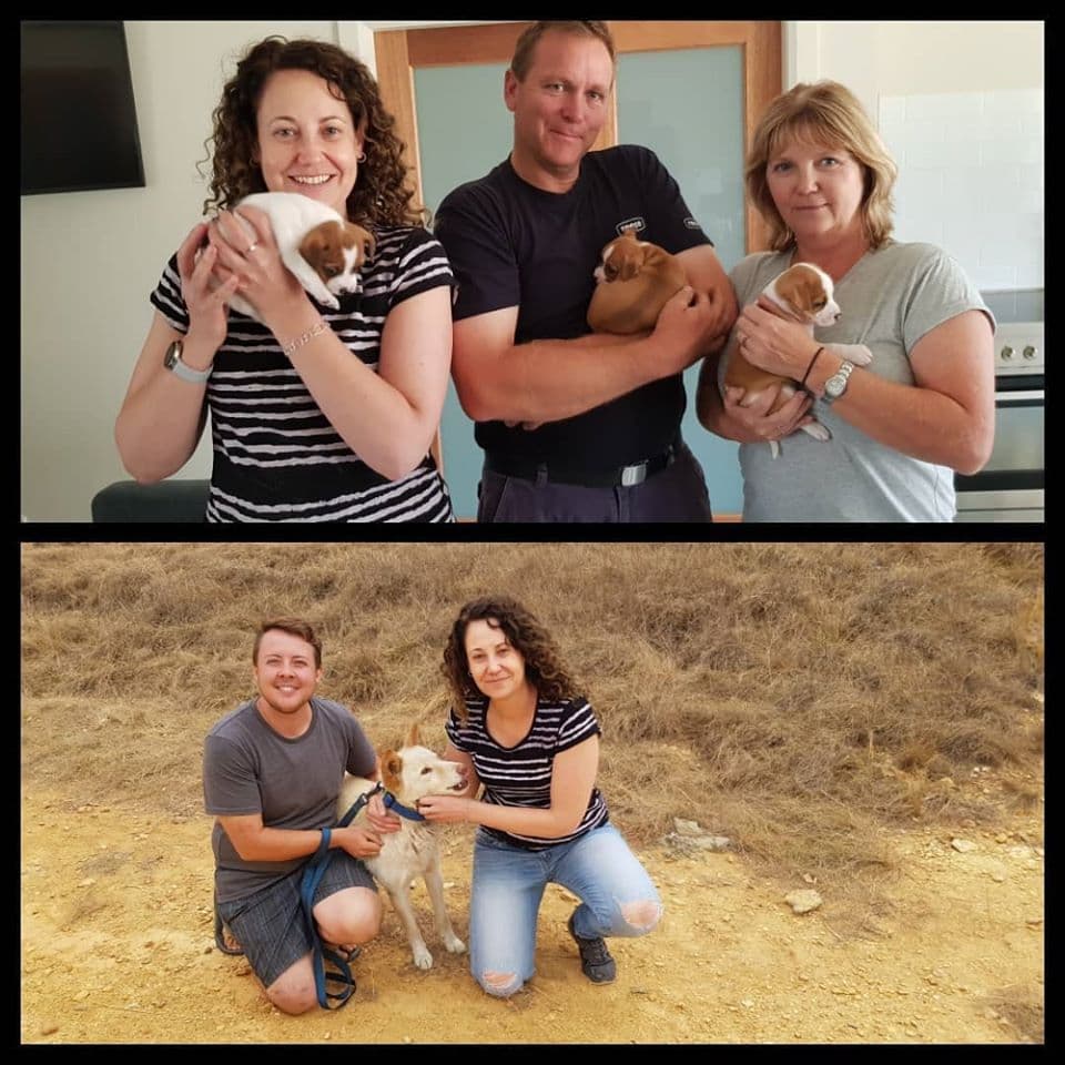 Knowing Animals podcast cover art