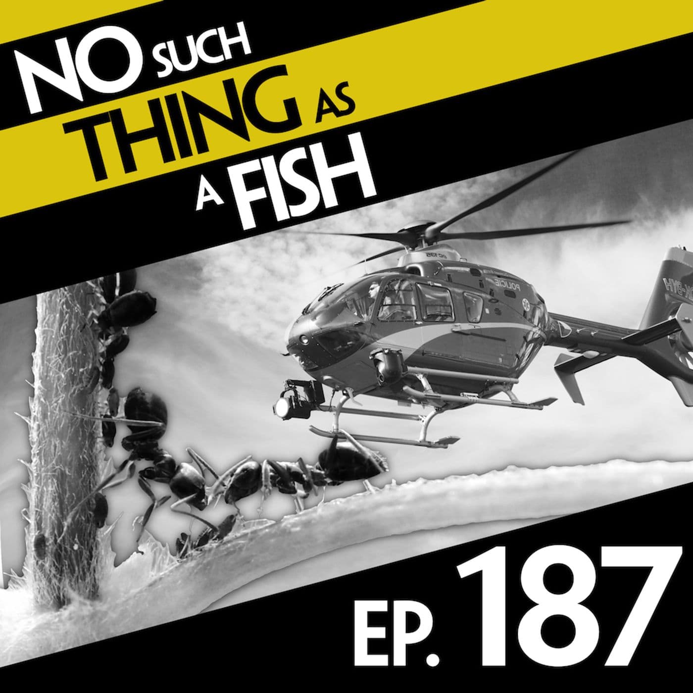 No Such Thing As A Fish podcast cover art