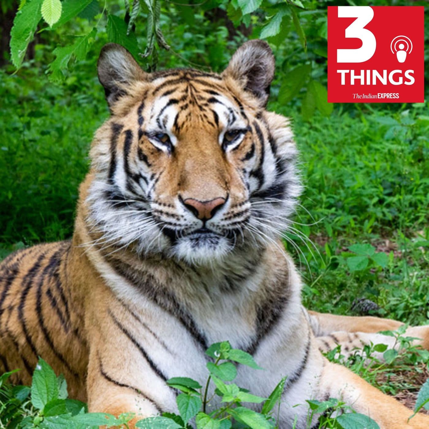 3 Things podcast cover art