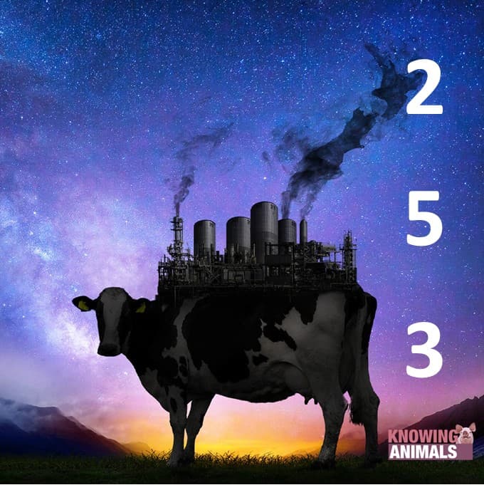 Knowing Animals podcast cover art
