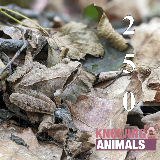 Knowing Animals podcast cover art