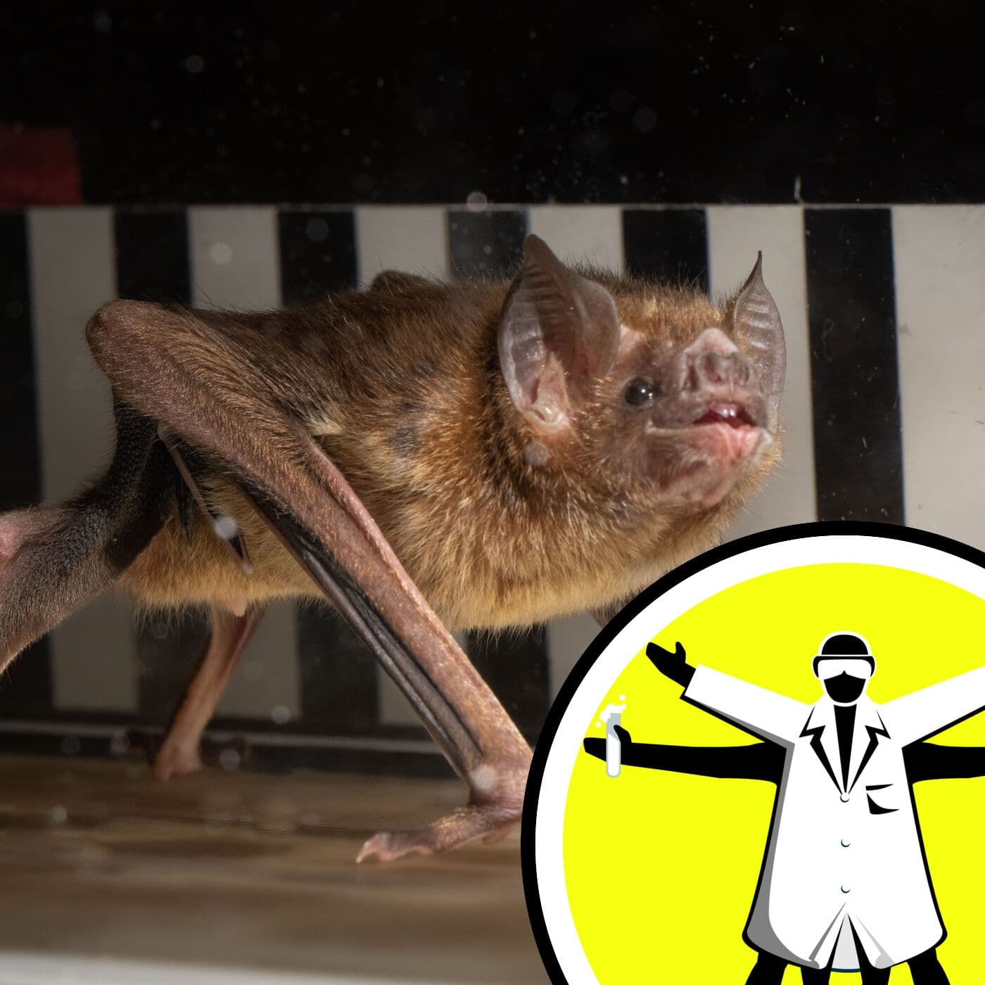 The Naked Scientists Podcast cover art