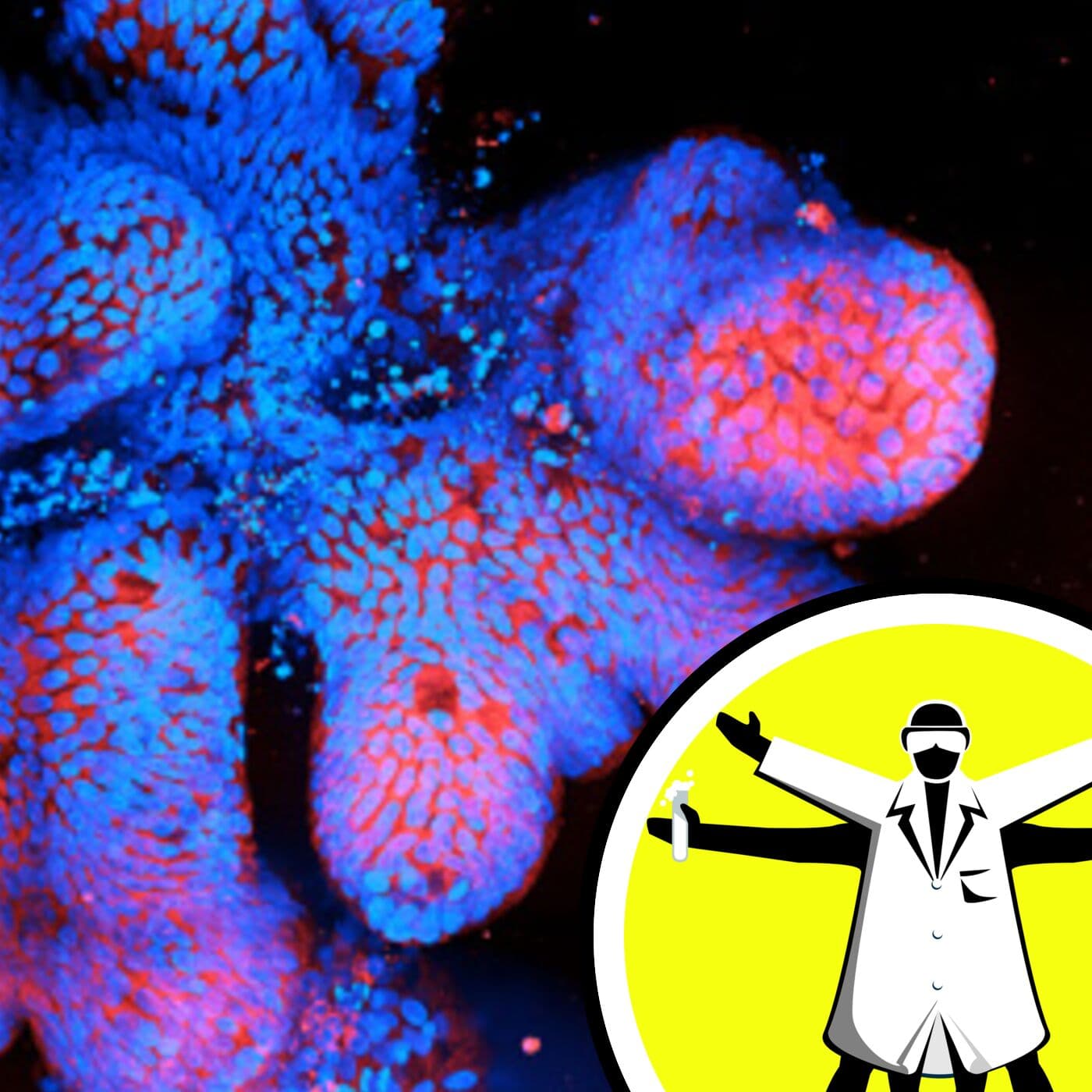 The Naked Scientists Podcast cover art