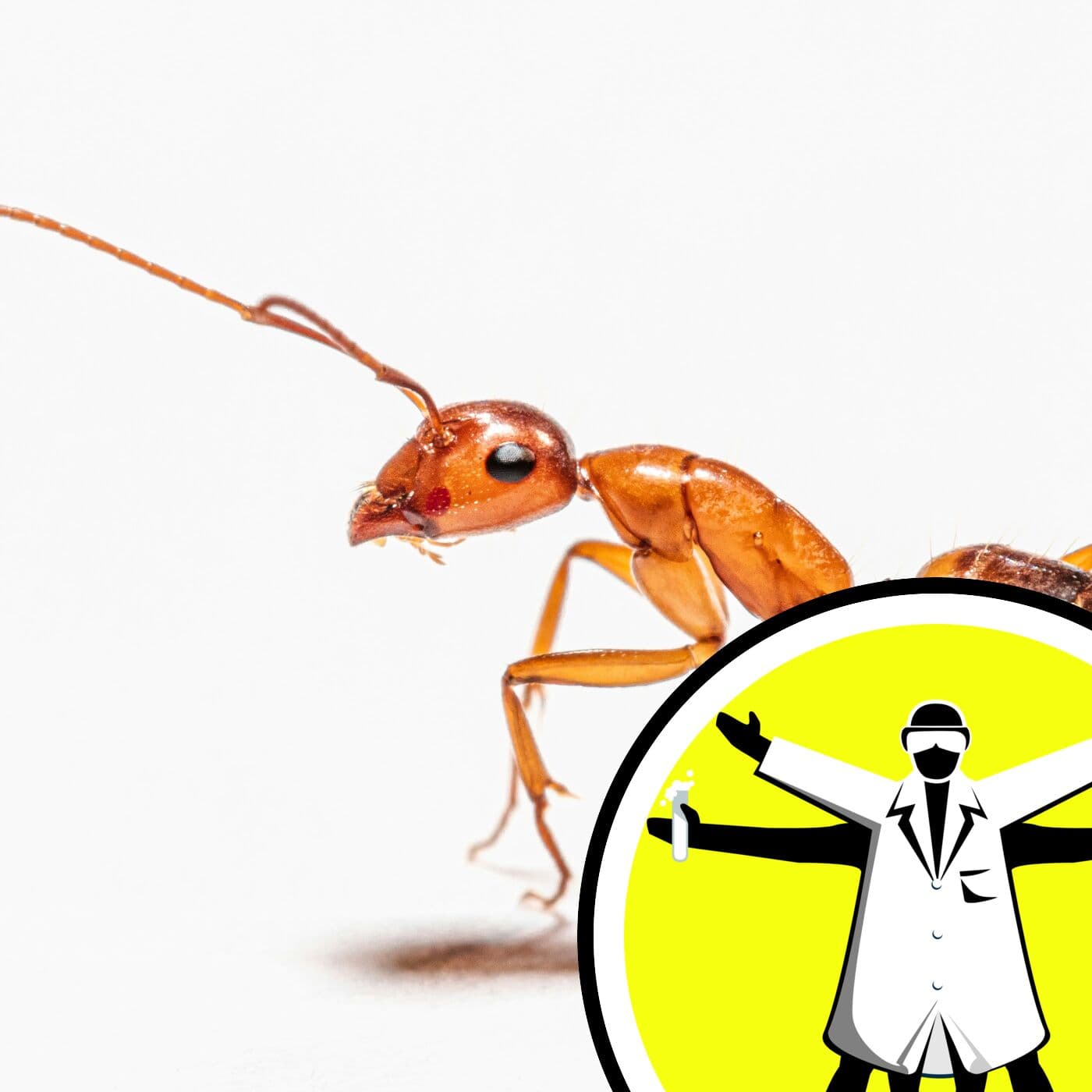 The Naked Scientists Podcast cover art